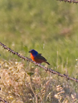 Painted Bunting
